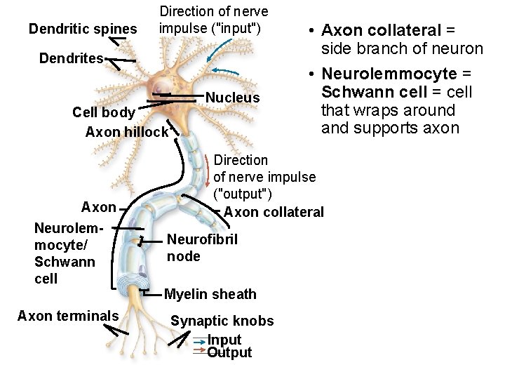 Dendritic spines Direction of nerve impulse ("input") Dendrites Cell body Axon hillock Axon Neurolemmocyte/