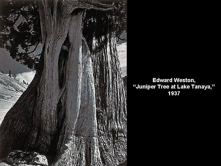 Edward Weston, “Juniper Tree at Lake Tanaya, ” 1937 