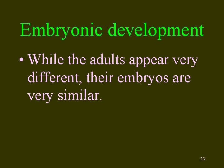 Embryonic development • While the adults appear very different, their embryos are very similar.