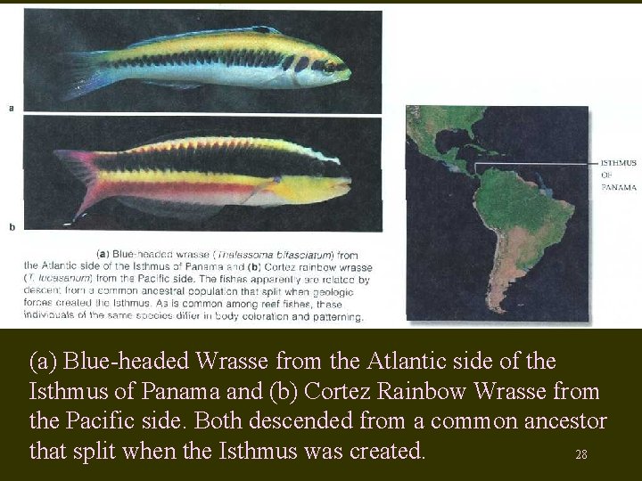 (a) Blue-headed Wrasse from the Atlantic side of the Isthmus of Panama and (b)