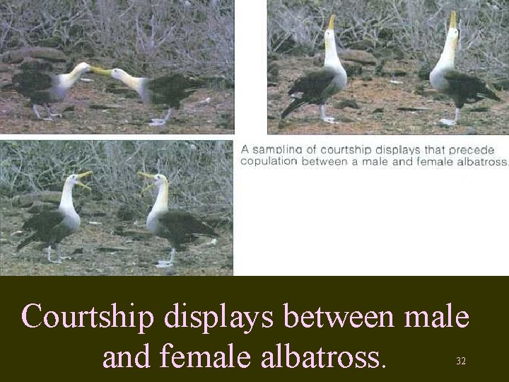 Courtship displays between male and female albatross. 32 