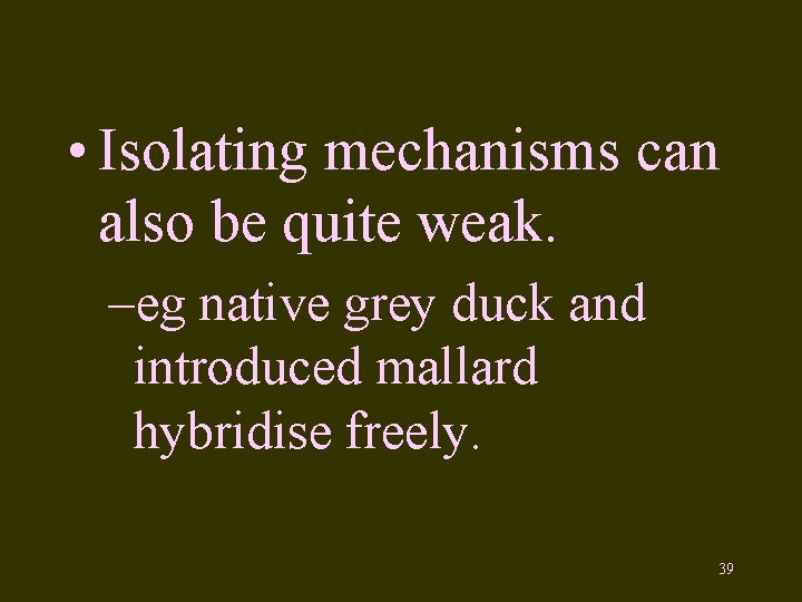  • Isolating mechanisms can also be quite weak. –eg native grey duck and