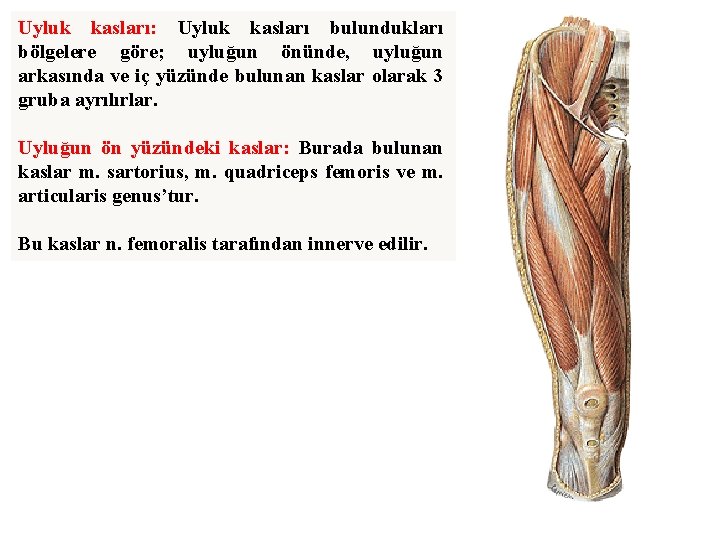Uyluk kasları: Uyluk kasları bulundukları bölgelere göre; uyluğun önünde, uyluğun arkasında ve iç yüzünde