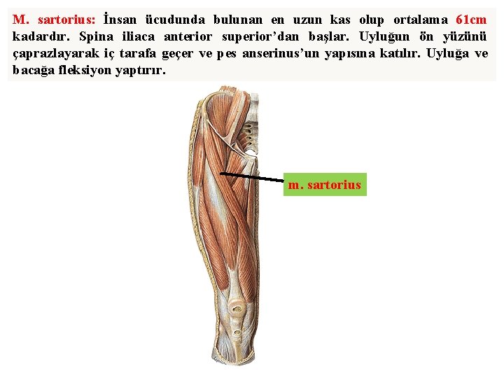 M. sartorius: İnsan ücudunda bulunan en uzun kas olup ortalama 61 cm kadardır. Spina