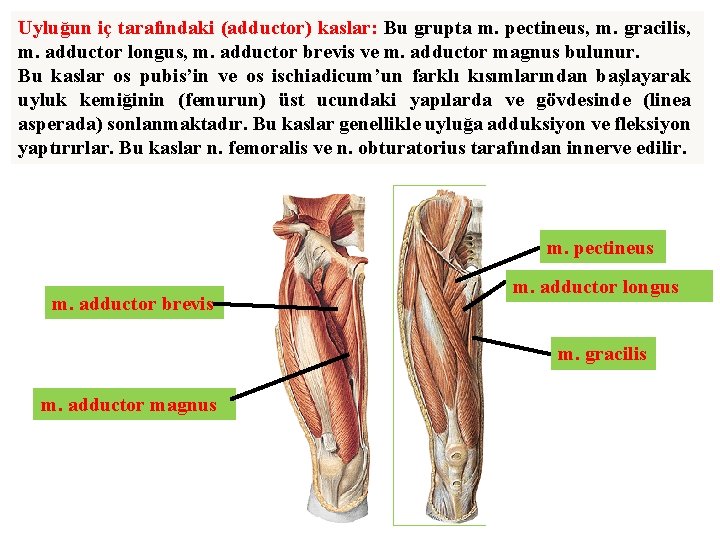 Uyluğun iç tarafındaki (adductor) kaslar: Bu grupta m. pectineus, m. gracilis, m. adductor longus,