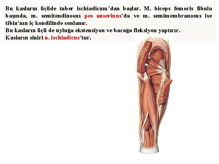 Bu kasların üçüde tuber ischiadicum’dan başlar. M. biceps femoris fibula başında, m. semitendinosus pes