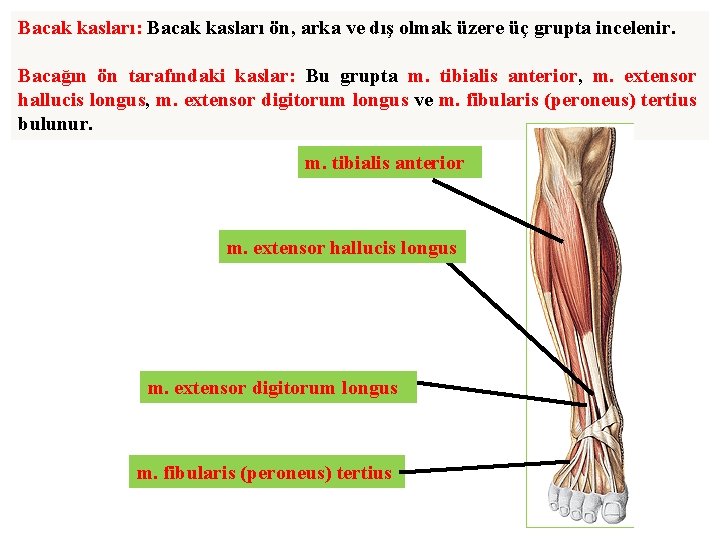 Bacak kasları: Bacak kasları ön, arka ve dış olmak üzere üç grupta incelenir. Bacağın