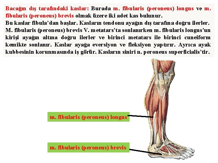 Bacağın dış tarafındaki kaslar: Burada m. fibularis (peroneus) longus ve m. fibularis (peroneus) brevis