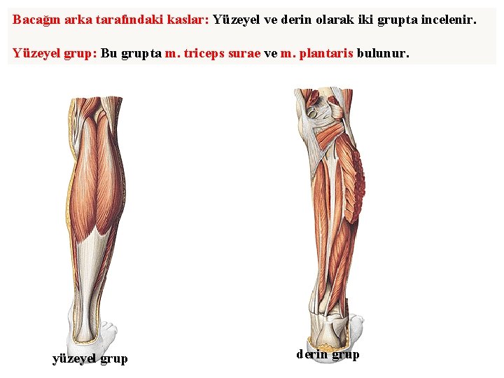 Bacağın arka tarafındaki kaslar: Yüzeyel ve derin olarak iki grupta incelenir. Yüzeyel grup: Bu