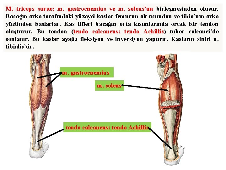 M. triceps surae; m. gastrocnemius ve m. soleus’un birleşmesinden oluşur. Bacağın arka tarafındaki yüzeyel