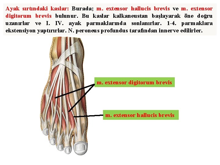 Ayak sırtındaki kaslar: Burada; m. extensor hallucis brevis ve m. extensor digitorum brevis bulunur.