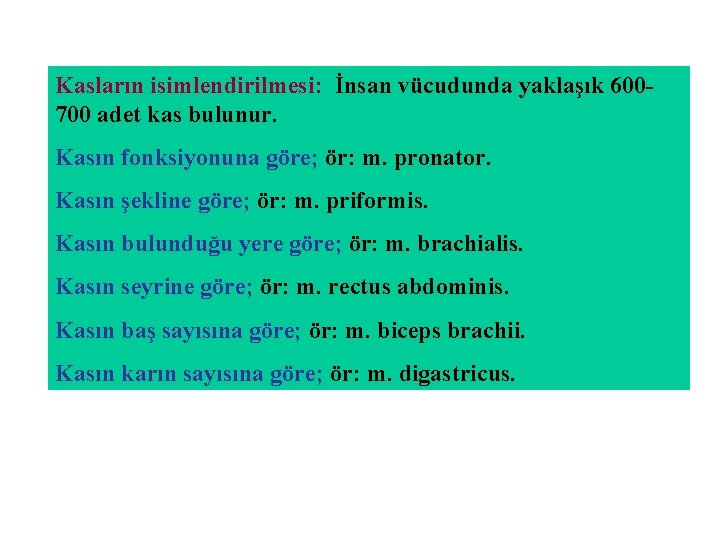 Kasların isimlendirilmesi: İnsan vücudunda yaklaşık 600700 adet kas bulunur. Kasın fonksiyonuna göre; ör: m.