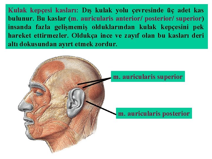 Kulak kepçesi kasları: Dış kulak yolu çevresinde üç adet kas bulunur. Bu kaslar (m.
