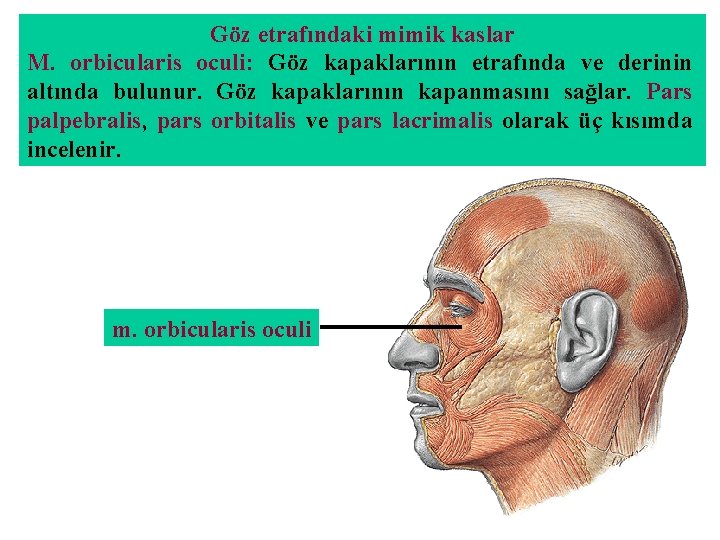 Göz etrafındaki mimik kaslar M. orbicularis oculi: Göz kapaklarının etrafında ve derinin altında bulunur.