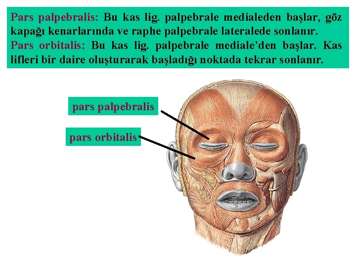 Pars palpebralis: Bu kas lig. palpebrale medialeden başlar, göz kapağı kenarlarında ve raphe palpebrale