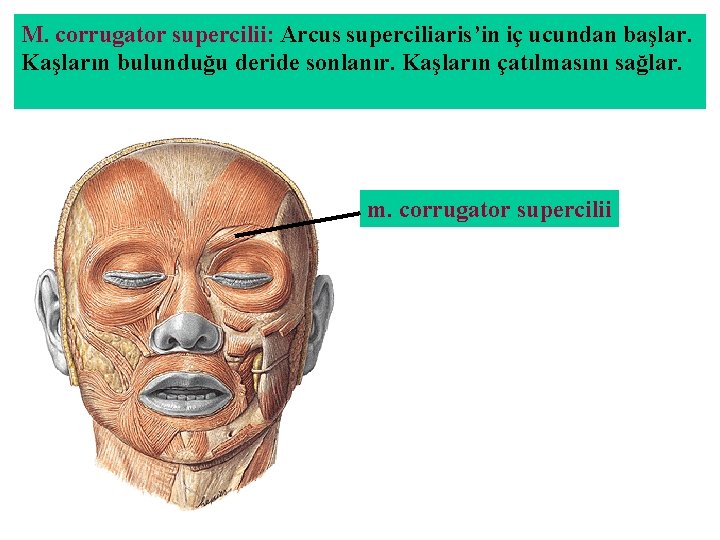 M. corrugator supercilii: Arcus superciliaris’in iç ucundan başlar. Kaşların bulunduğu deride sonlanır. Kaşların çatılmasını