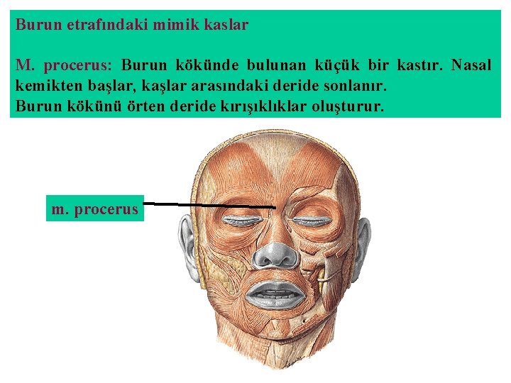 Burun etrafındaki mimik kaslar M. procerus: Burun kökünde bulunan küçük bir kastır. Nasal kemikten