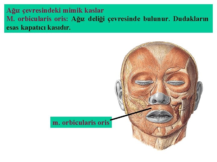 Ağız çevresindeki mimik kaslar M. orbicularis oris: Ağız deliği çevresinde bulunur. Dudakların esas kapatıcı