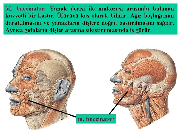 M. buccinator: Yanak derisi ile mukozası arasında bulunan kuvvetli bir kastır. Üfürücü kas olarak