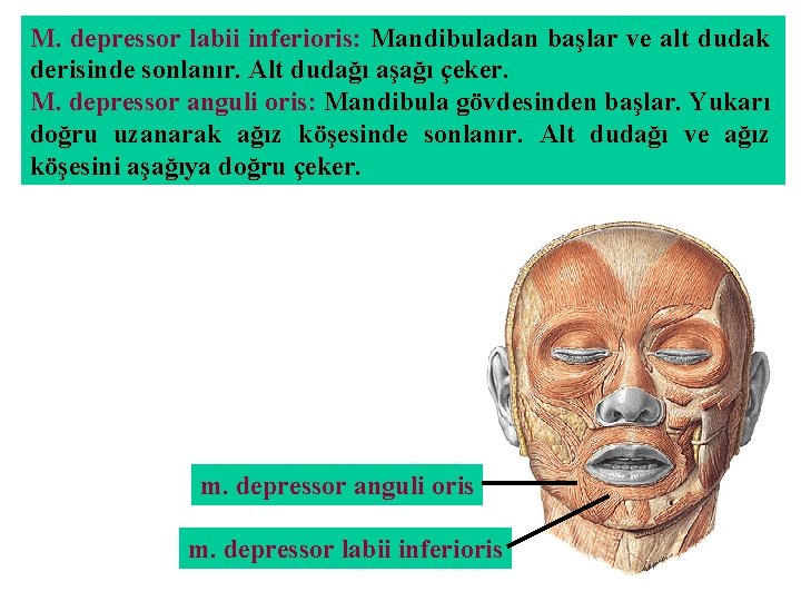 M. depressor labii inferioris: Mandibuladan başlar ve alt dudak derisinde sonlanır. Alt dudağı aşağı