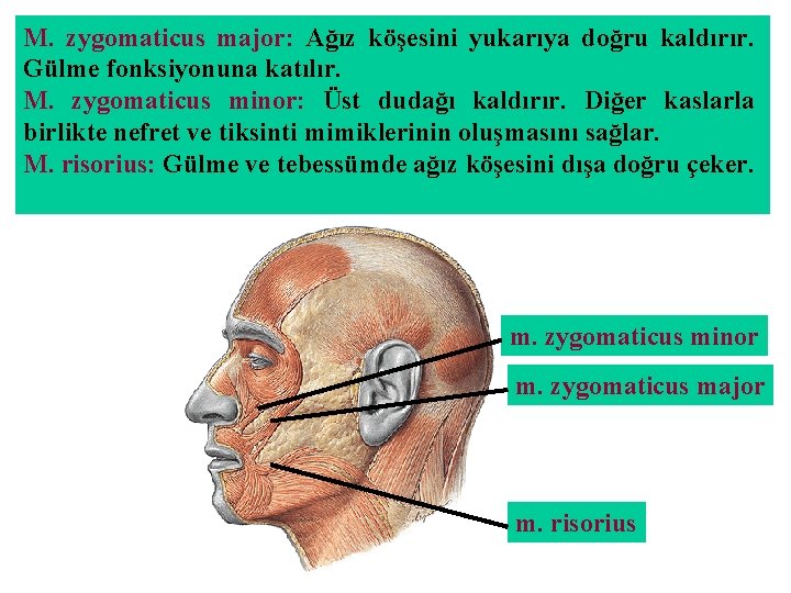 M. zygomaticus major: Ağız köşesini yukarıya doğru kaldırır. Gülme fonksiyonuna katılır. M. zygomaticus minor: