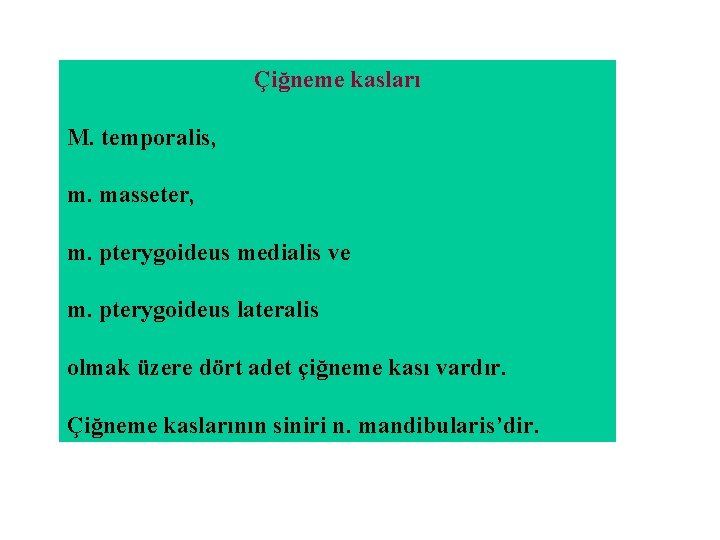 Çiğneme kasları M. temporalis, m. masseter, m. pterygoideus medialis ve m. pterygoideus lateralis olmak