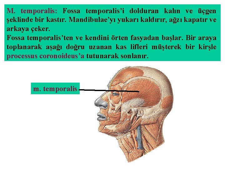 M. temporalis: Fossa temporalis’i dolduran kalın ve üçgen şeklinde bir kastır. Mandibulae’yı yukarı kaldırır,
