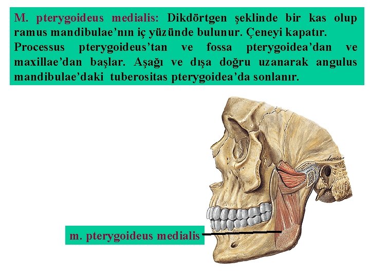 M. pterygoideus medialis: Dikdörtgen şeklinde bir kas olup ramus mandibulae’nın iç yüzünde bulunur. Çeneyi