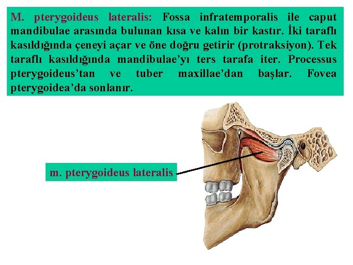 M. pterygoideus lateralis: Fossa infratemporalis ile caput mandibulae arasında bulunan kısa ve kalın bir