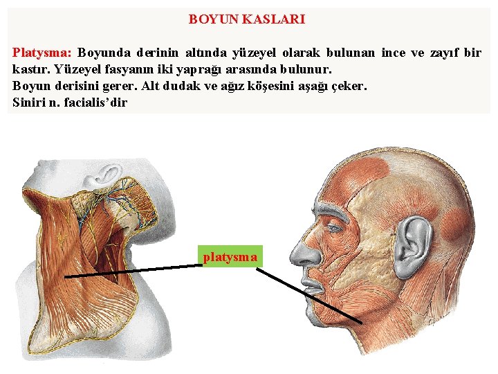 BOYUN KASLARI Platysma: Boyunda derinin altında yüzeyel olarak bulunan ince ve zayıf bir kastır.