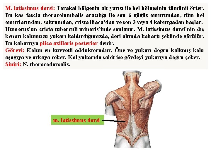 M. latissimus dorsi: Torakal bölgenin alt yarısı ile bel bölgesinin tümünü örter. Bu kas