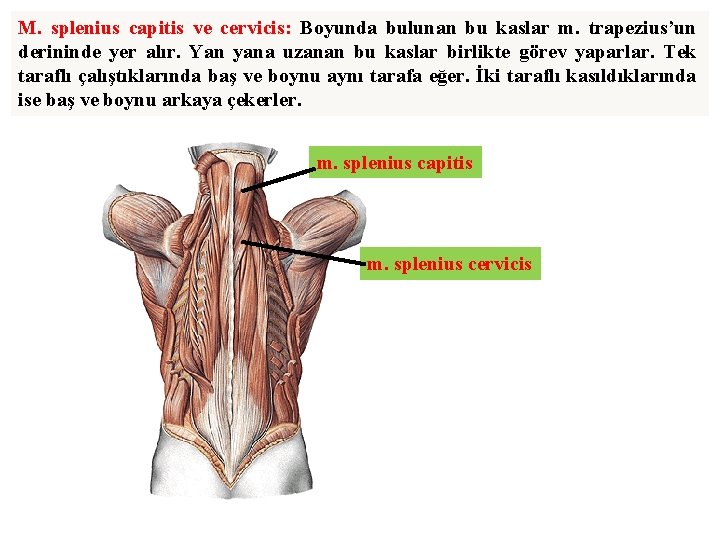 M. splenius capitis ve cervicis: Boyunda bulunan bu kaslar m. trapezius’un derininde yer alır.