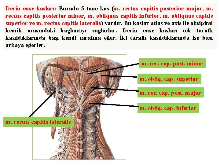 Derin ense kasları: Burada 5 tane kas (m. rectus capitis posterior major, m. rectus