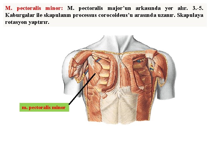 M. pectoralis minor: M. pectoralis major’un arkasında yer alır. 3. -5. Kaburgalar ile skapulanın