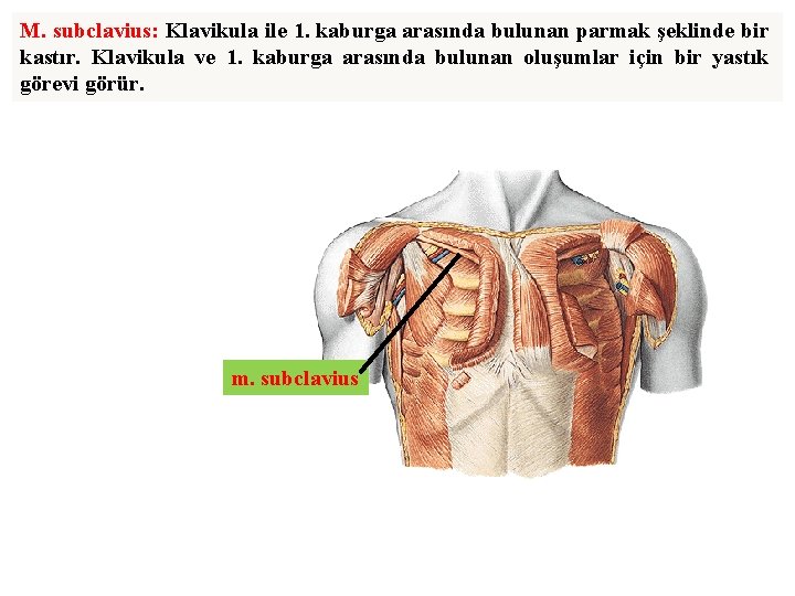 M. subclavius: Klavikula ile 1. kaburga arasında bulunan parmak şeklinde bir kastır. Klavikula ve