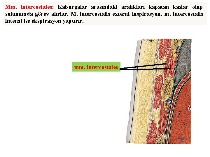 Mm. intercostales: Kaburgalar arasındaki aralıkları kapatan kaslar olup solunumda görev alırlar. M. intercostalis externi