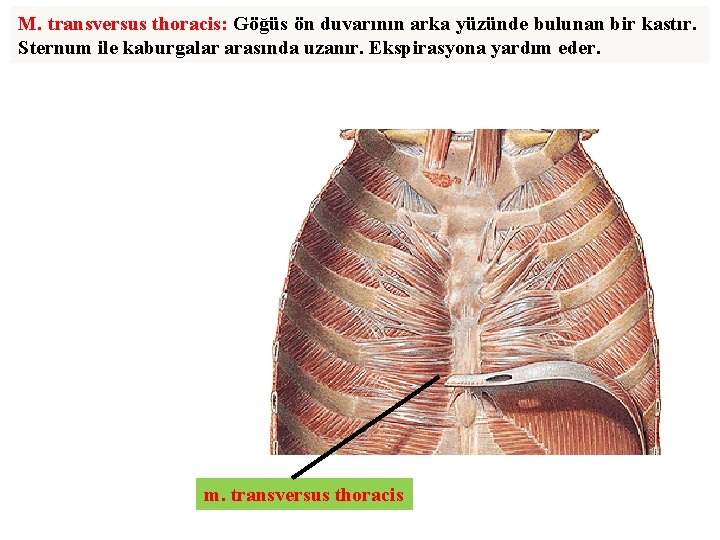 M. transversus thoracis: Göğüs ön duvarının arka yüzünde bulunan bir kastır. Sternum ile kaburgalar