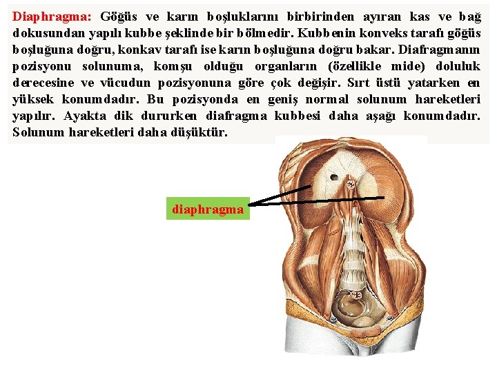 Diaphragma: Göğüs ve karın boşluklarını birbirinden ayıran kas ve bağ dokusundan yapılı kubbe şeklinde