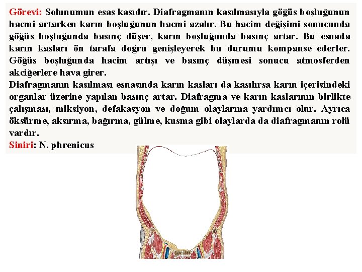 Görevi: Solunumun esas kasıdır. Diafragmanın kasılmasıyla göğüs boşluğunun hacmi artarken karın boşluğunun hacmi azalır.