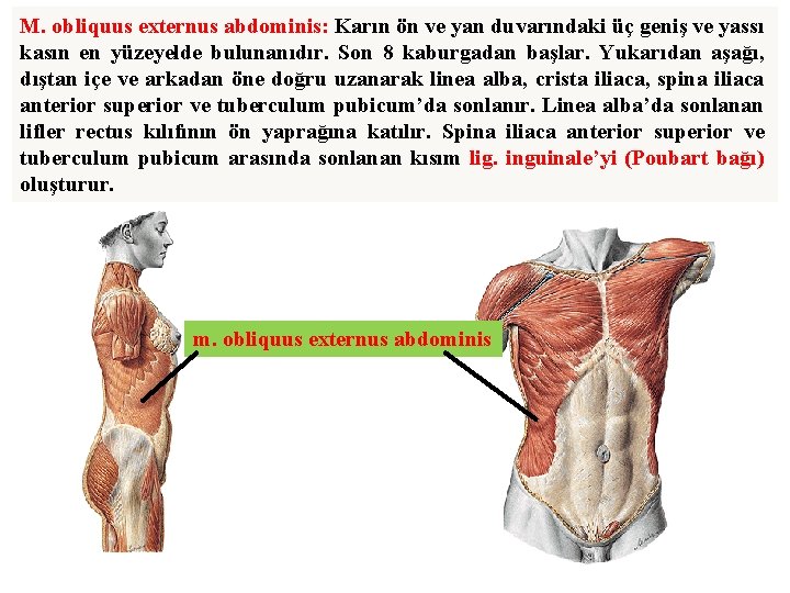 M. obliquus externus abdominis: Karın ön ve yan duvarındaki üç geniş ve yassı kasın