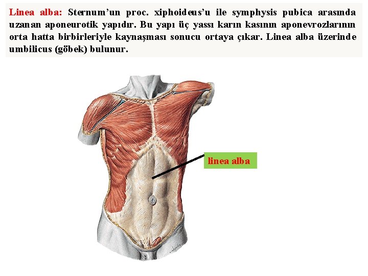 Linea alba: Sternum’un proc. xiphoideus’u ile symphysis pubica arasında uzanan aponeurotik yapıdır. Bu yapı