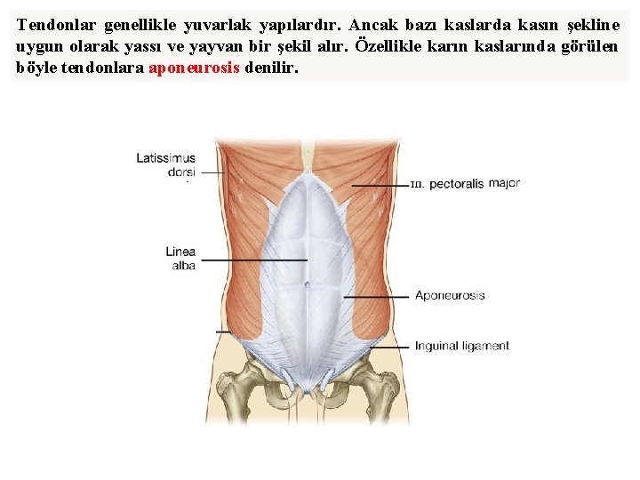 Tendonlar genellikle yuvarlak yapılardır. Ancak bazı kaslarda kasın şekline uygun olarak yassı ve yayvan