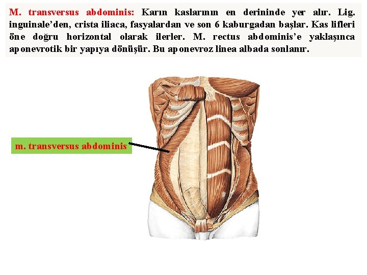 M. transversus abdominis: Karın kaslarının en derininde yer alır. Lig. inguinale’den, crista iliaca, fasyalardan