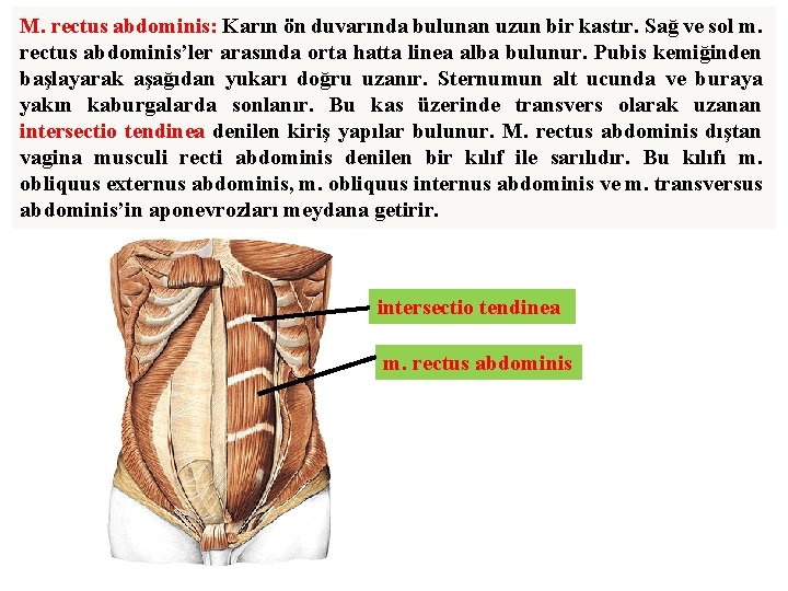M. rectus abdominis: Karın ön duvarında bulunan uzun bir kastır. Sağ ve sol m.