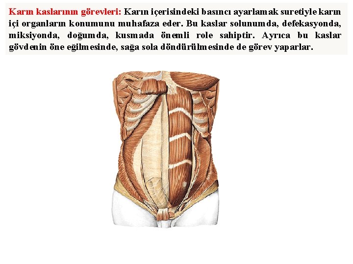 Karın kaslarının görevleri: Karın içerisindeki basıncı ayarlamak suretiyle karın içi organların konumunu muhafaza eder.
