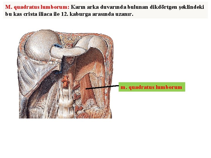 M. quadratus lumborum: Karın arka duvarında bulunan dikdörtgen şeklindeki bu kas crista iliaca ile