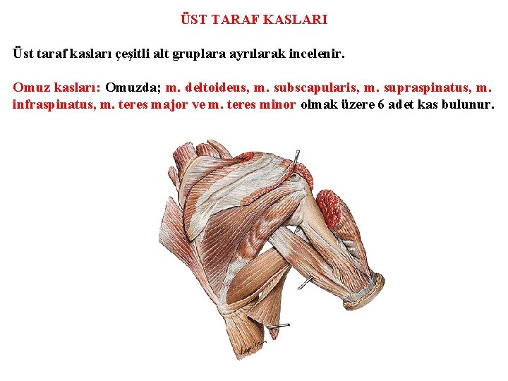 ÜST TARAF KASLARI Üst taraf kasları çeşitli alt gruplara ayrılarak incelenir. Omuz kasları: Omuzda;