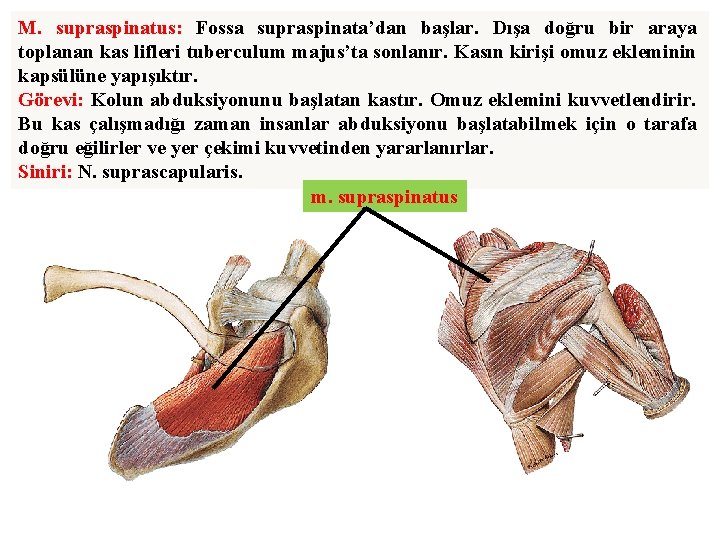 M. supraspinatus: Fossa supraspinata’dan başlar. Dışa doğru bir araya toplanan kas lifleri tuberculum majus’ta