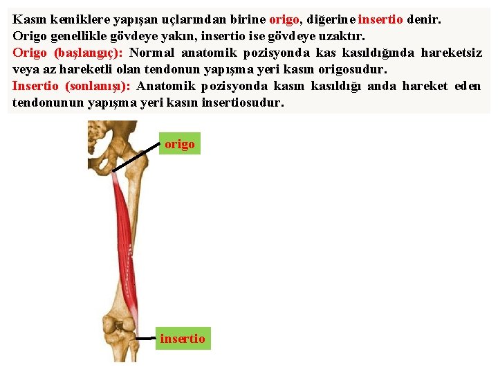 Kasın kemiklere yapışan uçlarından birine origo, diğerine insertio denir. Origo genellikle gövdeye yakın, insertio