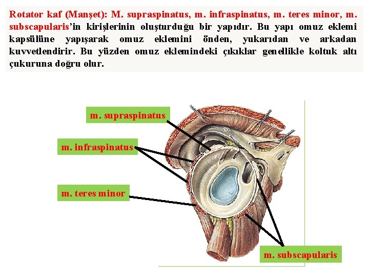 Rotator kaf (Manşet): M. supraspinatus, m. infraspinatus, m. teres minor, m. subscapularis’in kirişlerinin oluşturduğu